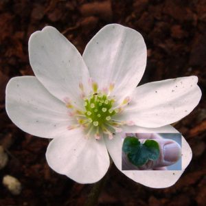 Hepatica japonica Shöyö weiß