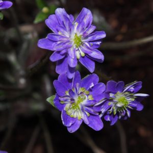Hepatica japonica Uranus – Bild 2