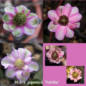 Hepatica japonica Yahiko – Bild 2