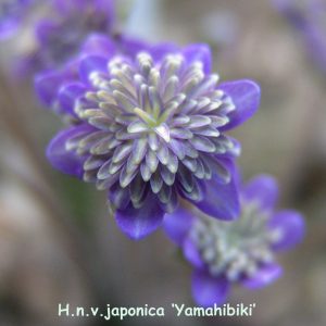 Hepatica japonica Yamahibiki
