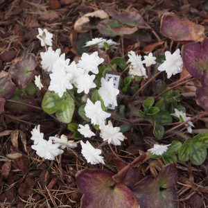 Hepatica japonica Yume gokoti – Bild 3