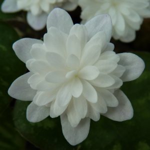 Hepatica japonica Yume gokoti – Bild 2