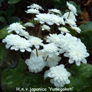 Hepatica japonica Yume gokoti