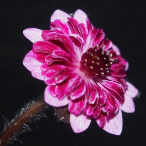 Hepatica japonica Yume no hana