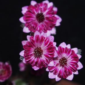 Hepatica japonica Yume no hana – Bild 5