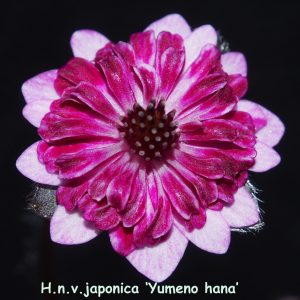Hepatica japonica Yume no hana – Bild 2