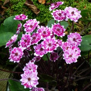 Hepatica japonica Yume no hana – Bild 3