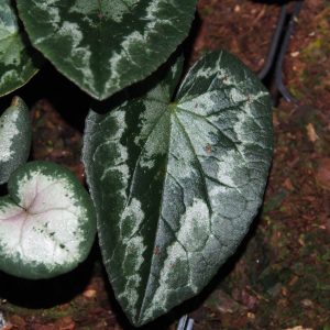 Cyclame hederifolium MIX – Bild 2