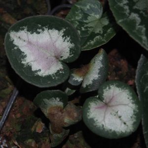 Cyclame hederifolium MIX – Bild 3