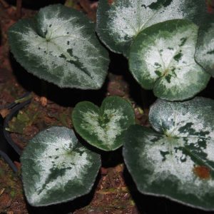 Cyclame hederifolium MIX – Bild 4