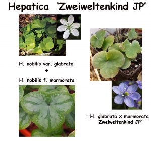 Hepatica nobilis x glabrata Zweiweltenkind JP – Bild 2