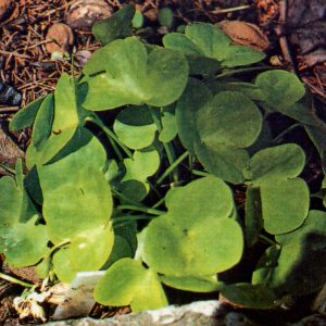 Hepatica nobilis x glabrata Zweiweltenkind JP – Bild 3