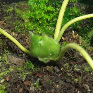 Hepatica nobilis x glabrata Zweiweltenkind JP – Bild 4