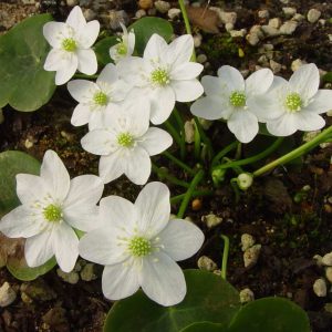 Hepatica nobilis x glabrata Zweiweltenkind JP – Bild 5