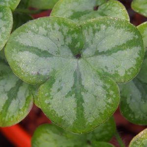 Hepatica nobilis x glabrata Zweiweltenkind JP – Bild 6