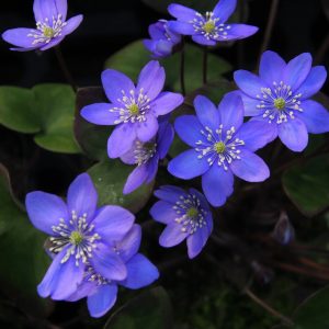 Hepatica nobilis x glabrata Zweiweltenkind JP – Bild 7
