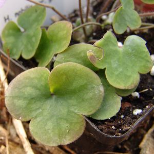 Hepatica nobilis x glabrata Zweiweltenkind JP – Bild 8