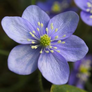 Hepatica nobilis x glabrata Zweiweltenkind JP – Bild 9