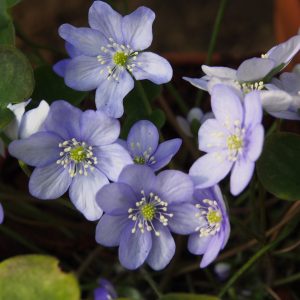 Hepatica nobilis x glabrata Zweiweltenkind JP