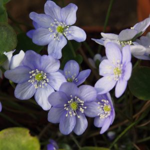 Hepatica nobilis x glabrata Zweiweltenkind JP