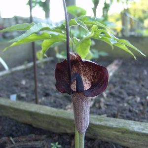 Arisaema urashima – Bild 2