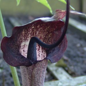 Arisaema urashima