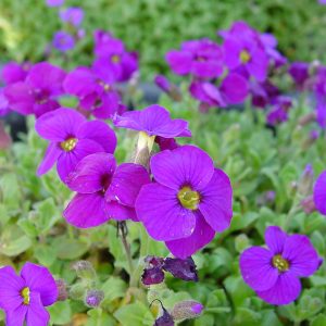 Aubrieta x cultorum Blaumeise