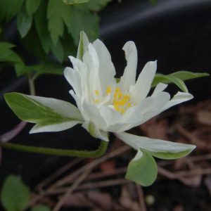 Alpine & Steingarten 42 Anemone nemerosa Bracteata Pleniflora