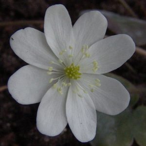 Hepatica nobilis var. pyrenaica Pyrenäenschnee JP