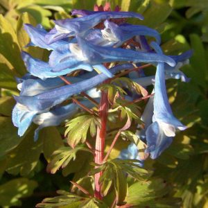 Corydalis elata Golden Spinners – Bild 2