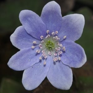 Hepatica nobilis Dr. B. Maciejezeck JP