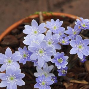 Hepatica nobilis Dr. B. Maciejezeck JP – Bild 3