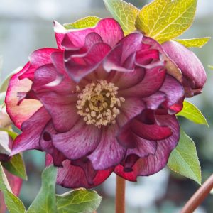 Helleborus x hyb. (Winterangels) ' Elise ' ®
