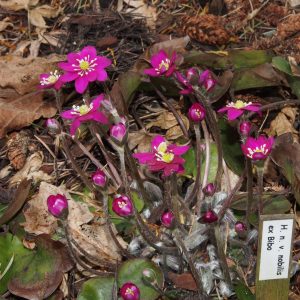 Hepatica nobilis ex Bibo – Bild 2
