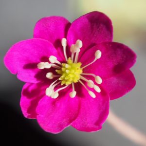 Hepatica nobilis ex Bibo