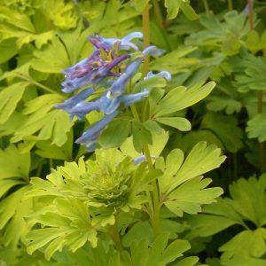 Corydalis elata Golden Spinners