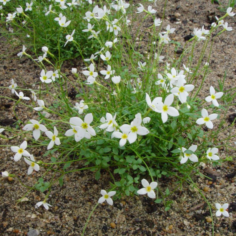 Houstonia caerulea Alba