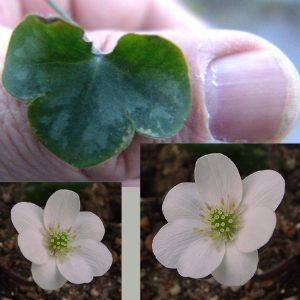 Hepatica nobilis f. minima Alba