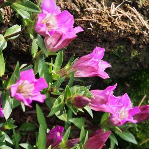 Gentiana scabra Kultivar Little Pinkie – Bild 2