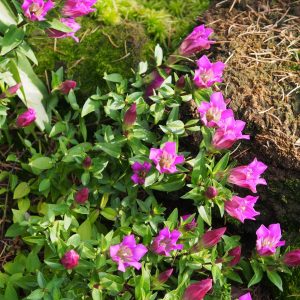 Gentiana scabra Kultivar Little Pinkie