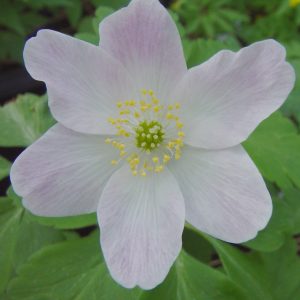 Alpine & Steingarten 46 Anemone nemerosa Lychette