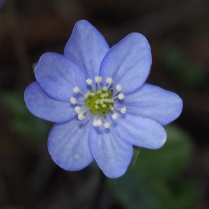 Hepatica americana Michigan JP