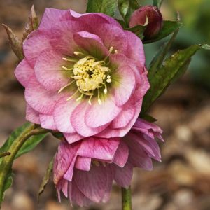 Helleborus x hybridus ' SP Loren '