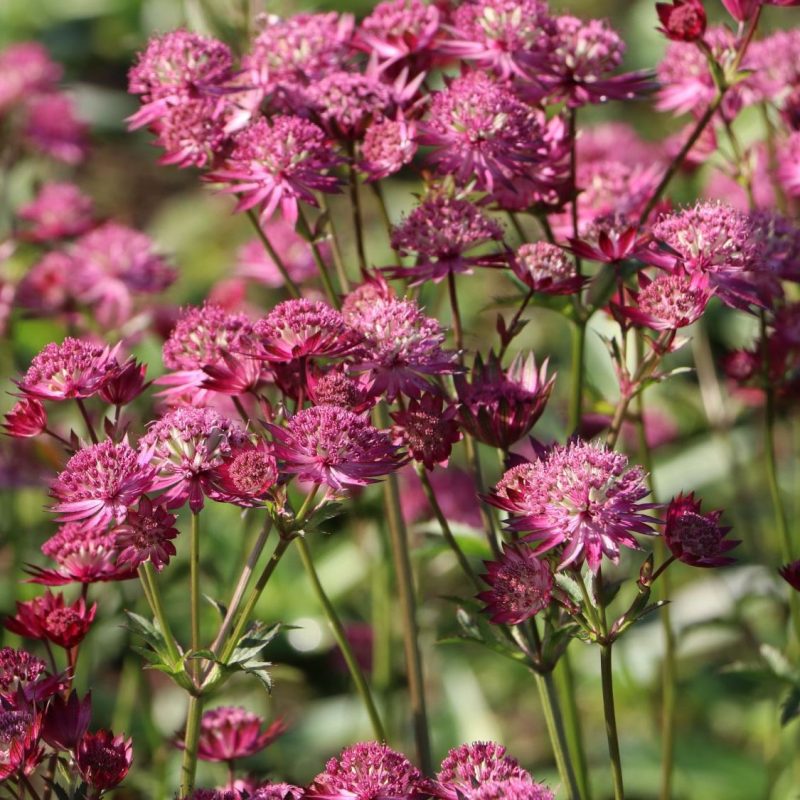 Astrantia major Star of Love