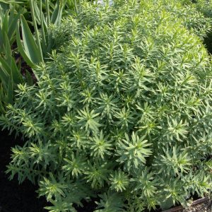 Euphorbia seguieriana niciciana