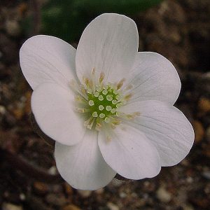 Hepatica nobilis f. minima Alba – Bild 2
