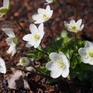 Hepatica nobilis f. minima Alba – Bild 3
