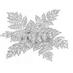 Osmunda