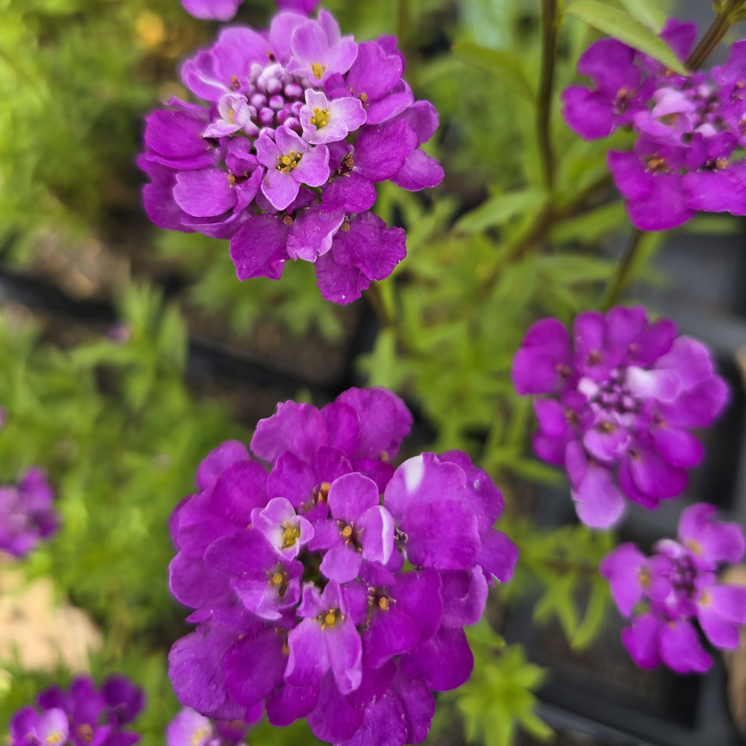 Iberis sempervirens Absolutly Amethyst