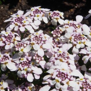 Iberis sempervirens Absolutly Amethyst